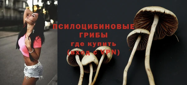 ПСИЛОЦИБИНОВЫЕ ГРИБЫ Новозыбков